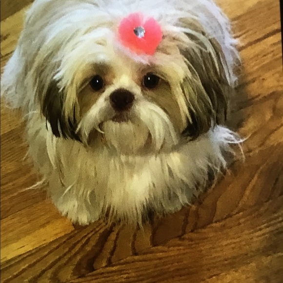 Meet your Posher, Jen - Picture 10 of 11